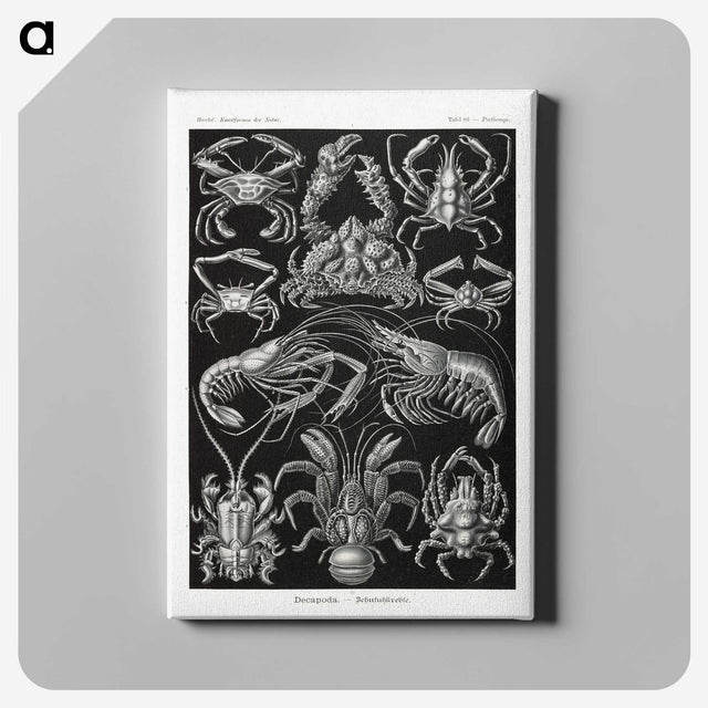 2-1_Ernst-Haeckel_canvas