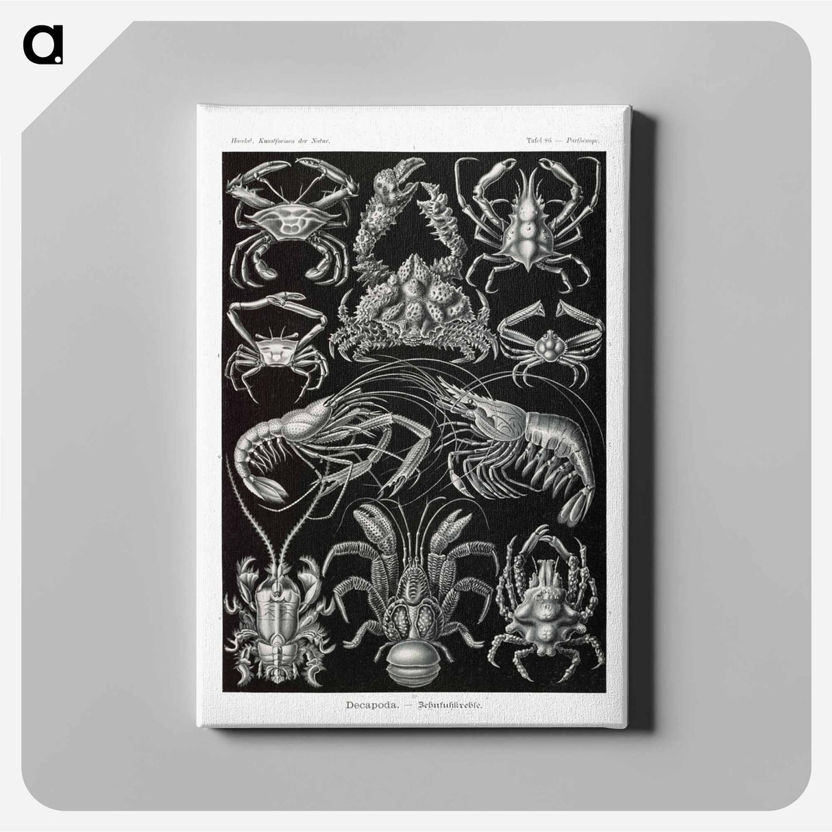 Decapoda–Behnfukkreble from Kunstformen der Natur - エルンスト ヘッケル Canvas.