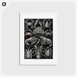 アートポストカード-Decapoda–Behnfukkreble from Kunstformen der Natur - エルンスト ヘッケル Postcard.