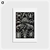 アートポストカード-Decapoda–Behnfukkreble from Kunstformen der Natur - エルンスト ヘッケル Postcard.