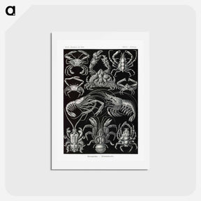 アートポストカード-Decapoda–Behnfukkreble from Kunstformen der Natur - エルンスト ヘッケル Postcard.