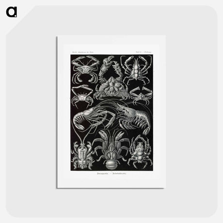 アートポストカード-Decapoda–Behnfukkreble from Kunstformen der Natur - エルンスト ヘッケル Postcard.