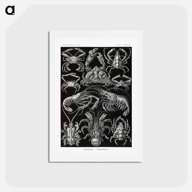 アートポストカード-Decapoda–Behnfukkreble from Kunstformen der Natur - エルンスト ヘッケル Postcard.