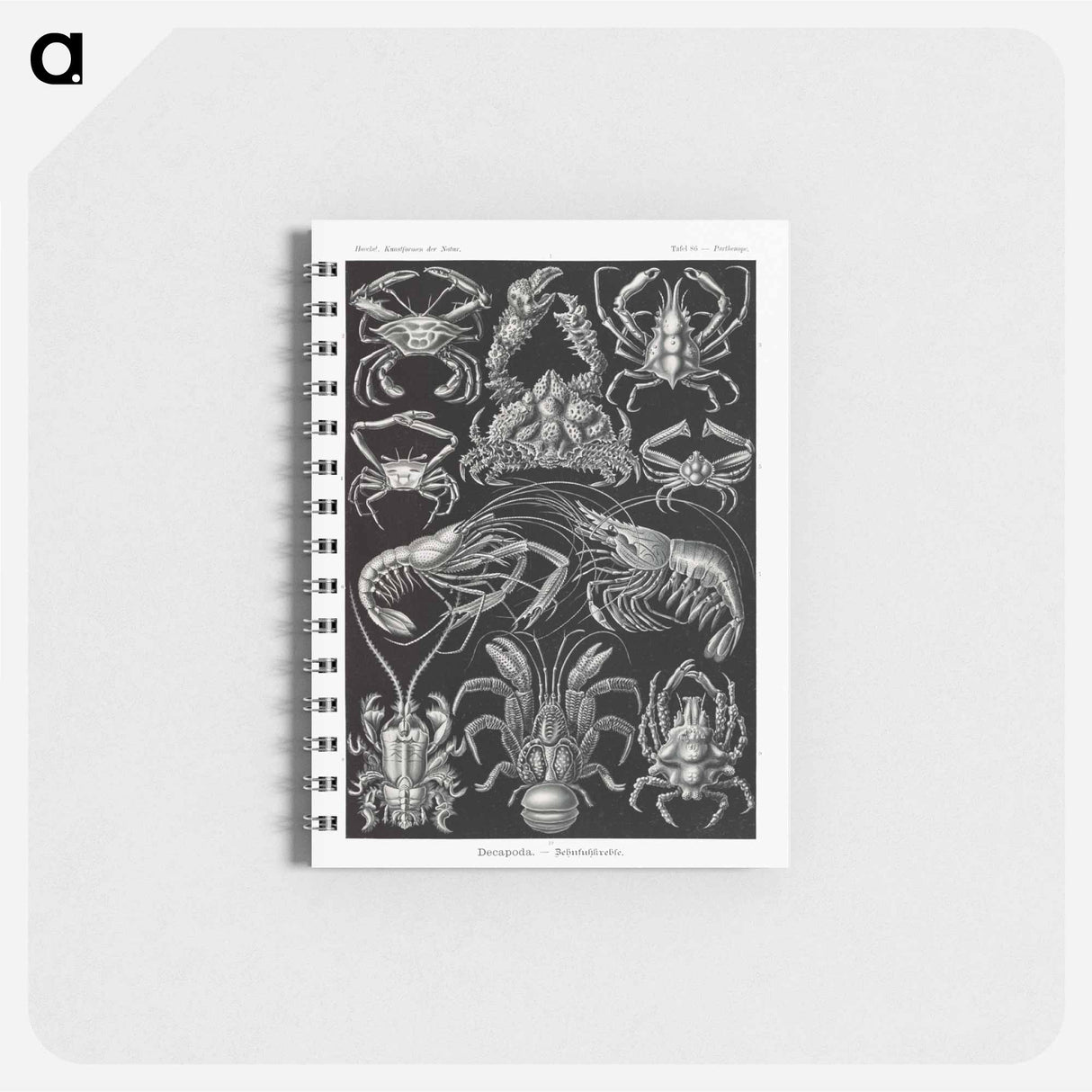 アートメモ帳-Decapoda–Behnfukkreble from Kunstformen der Natur - エルンスト ヘッケル Memo.