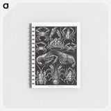 アートメモ帳-Decapoda–Behnfukkreble from Kunstformen der Natur - エルンスト ヘッケル Memo.
