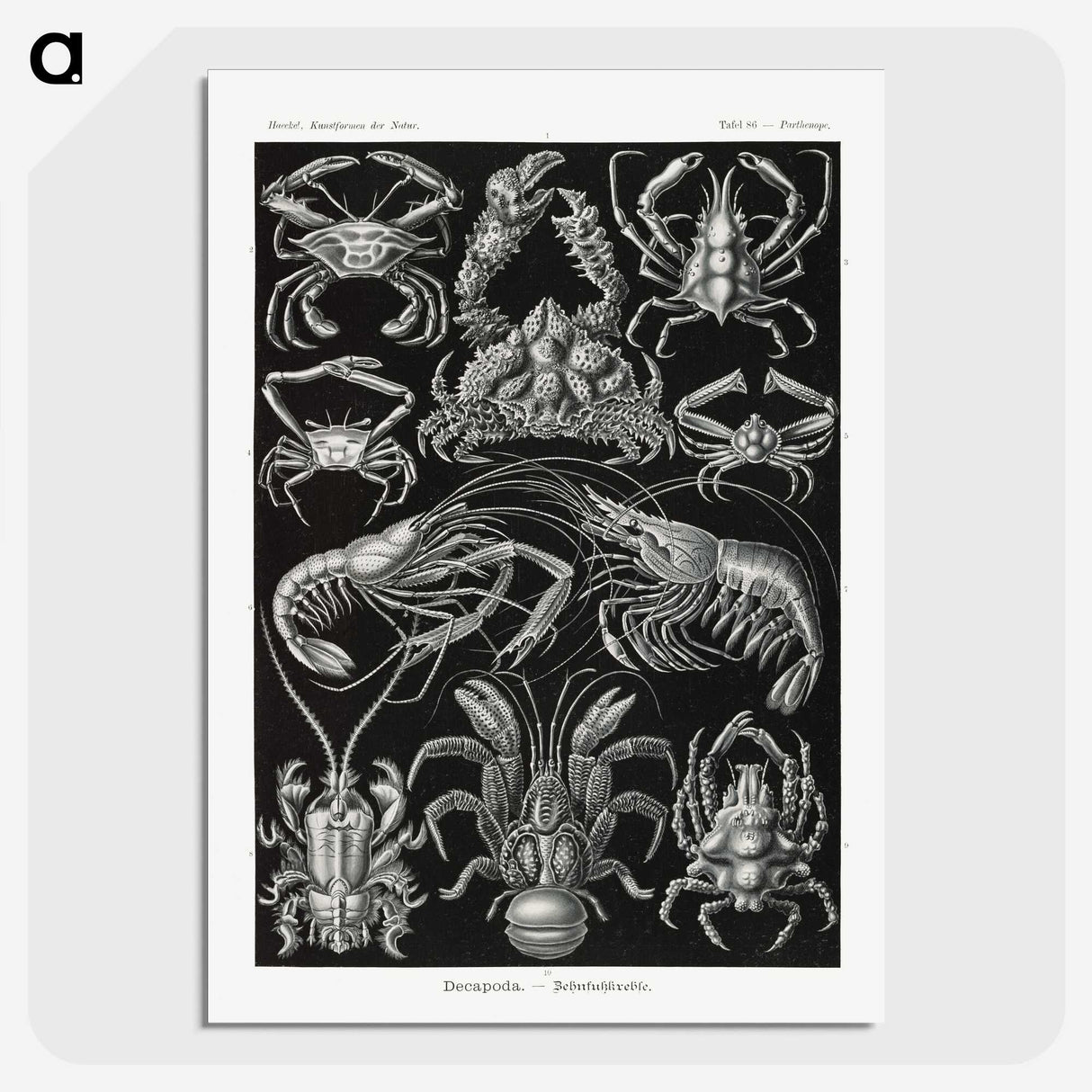 2-1_Ernst-Haeckel_picture-crop