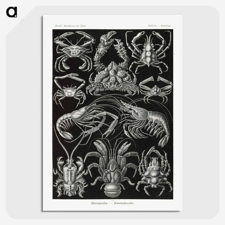 2-1_Ernst-Haeckel_picture-crop