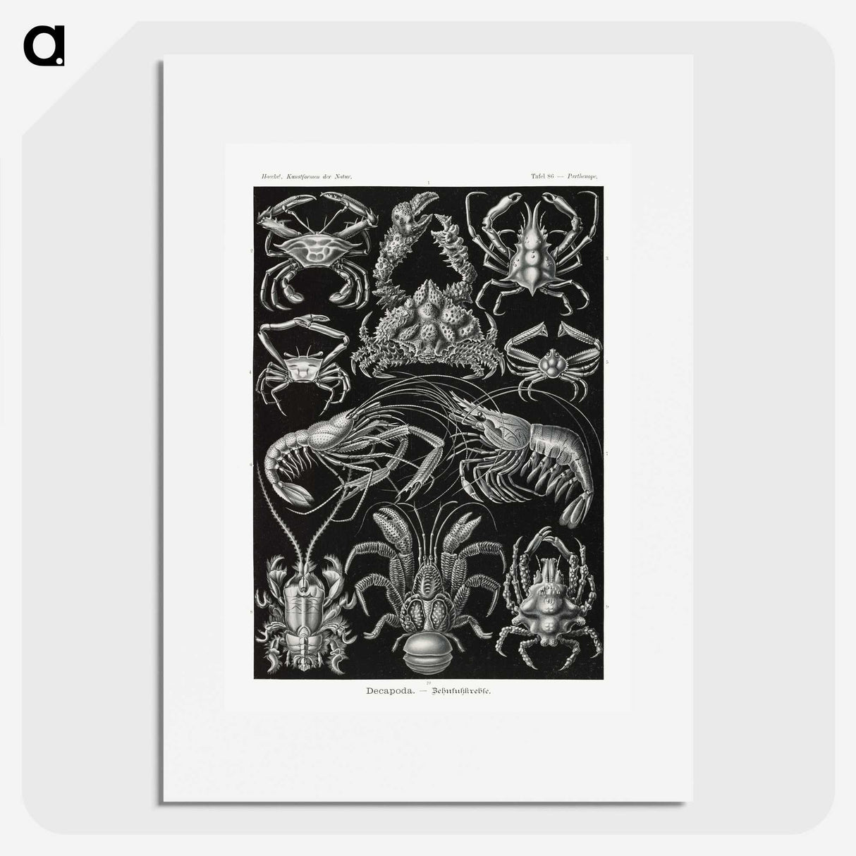 2-1_Ernst-Haeckel_picture