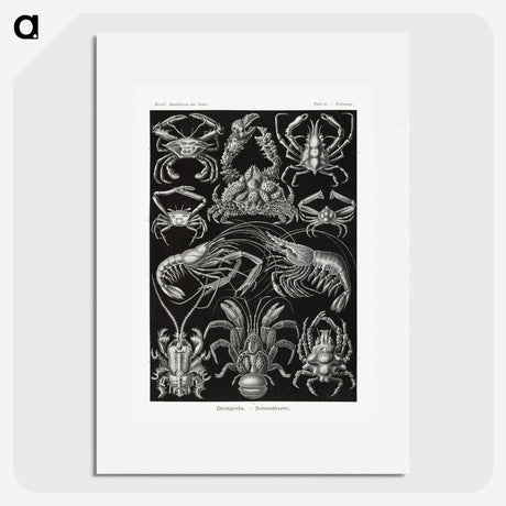 2-1_Ernst-Haeckel_picture