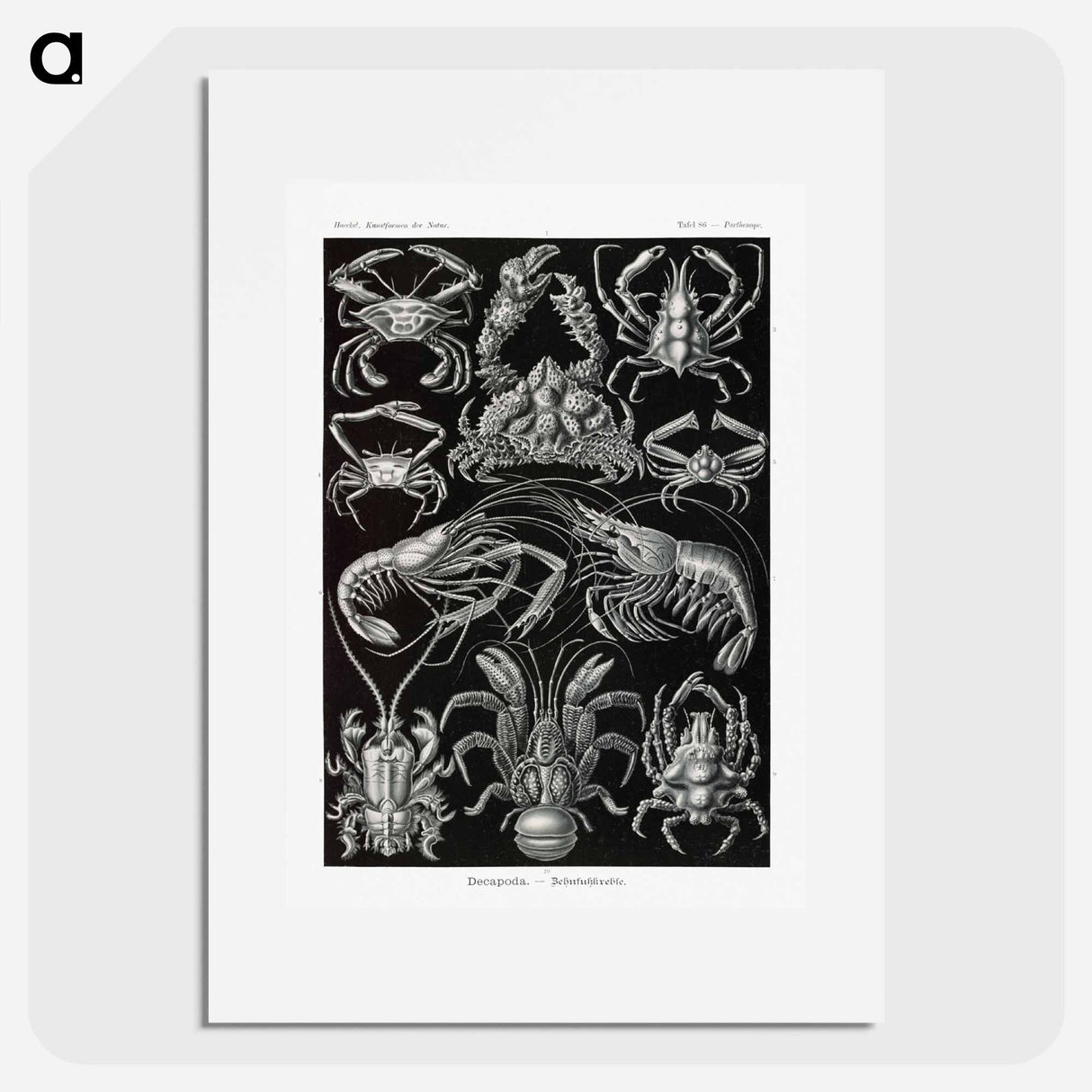 Decapoda–Behnfukkreble from Kunstformen der Natur - エルンスト ヘッケル Poster.