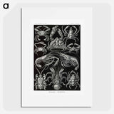 Decapoda–Behnfukkreble from Kunstformen der Natur - エルンスト ヘッケル Poster.