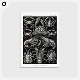 アートポストカード-Decapoda–Behnfukkreble from Kunstformen der Natur - エルンスト ヘッケル Postcard.