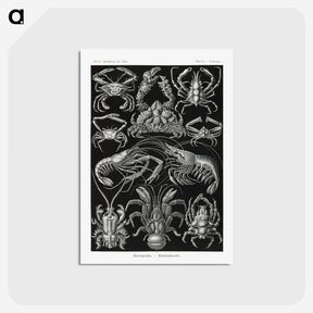 2-1_Ernst-Haeckel_postcard