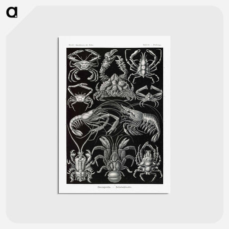 アートポストカード-Decapoda–Behnfukkreble from Kunstformen der Natur - エルンスト ヘッケル Postcard.