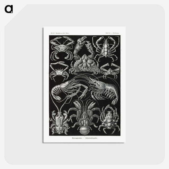 2-1_Ernst-Haeckel_postcard