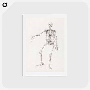 アートポストカード-Human Skeleton, Anterior View
 - ジョージ スタッブス Postcard.