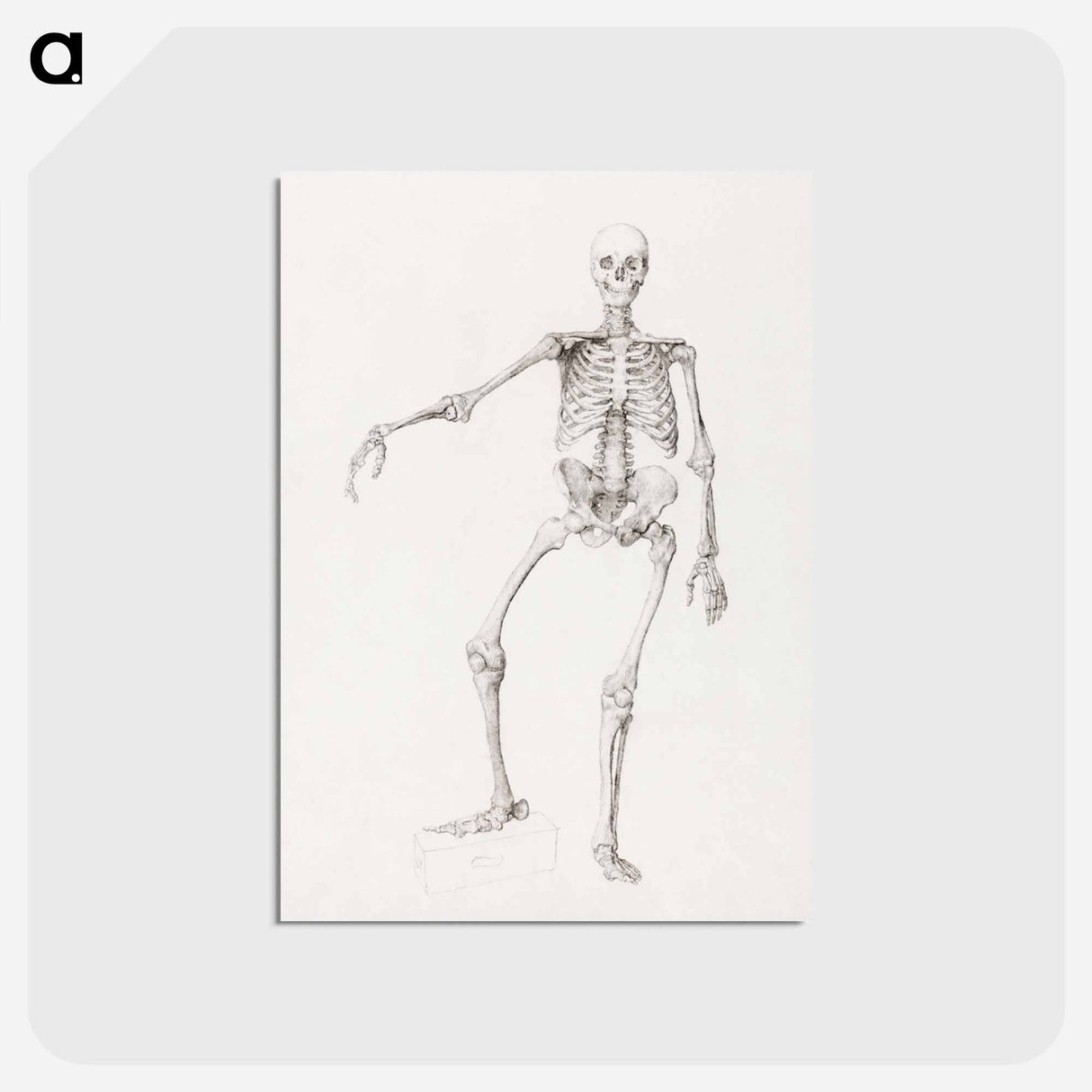 アートポストカード-Human Skeleton, Anterior View
 - ジョージ スタッブス Postcard.
