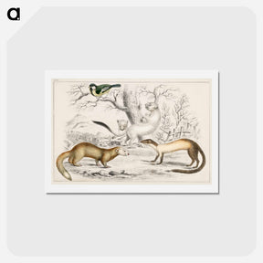 アートポストカード-Rodents from Animated Nature
 - ゴールドスミスの生き生きとした自然 Postcard.