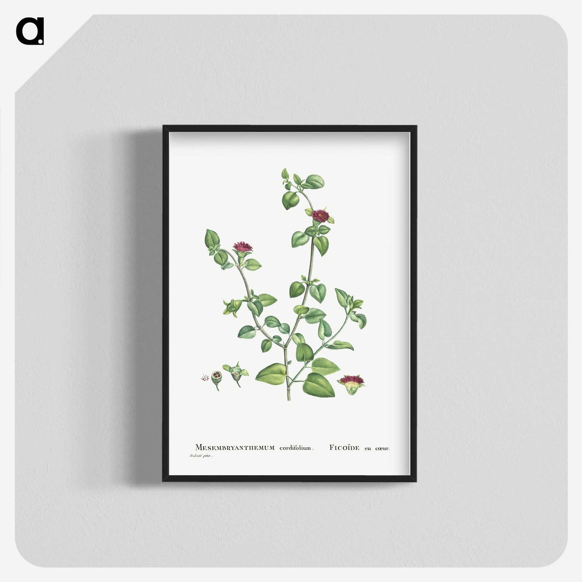 2-1_Histoire-des-Plantes-Grasses_blk-crop
