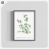 2-1_Histoire-des-Plantes-Grasses_blk-crop