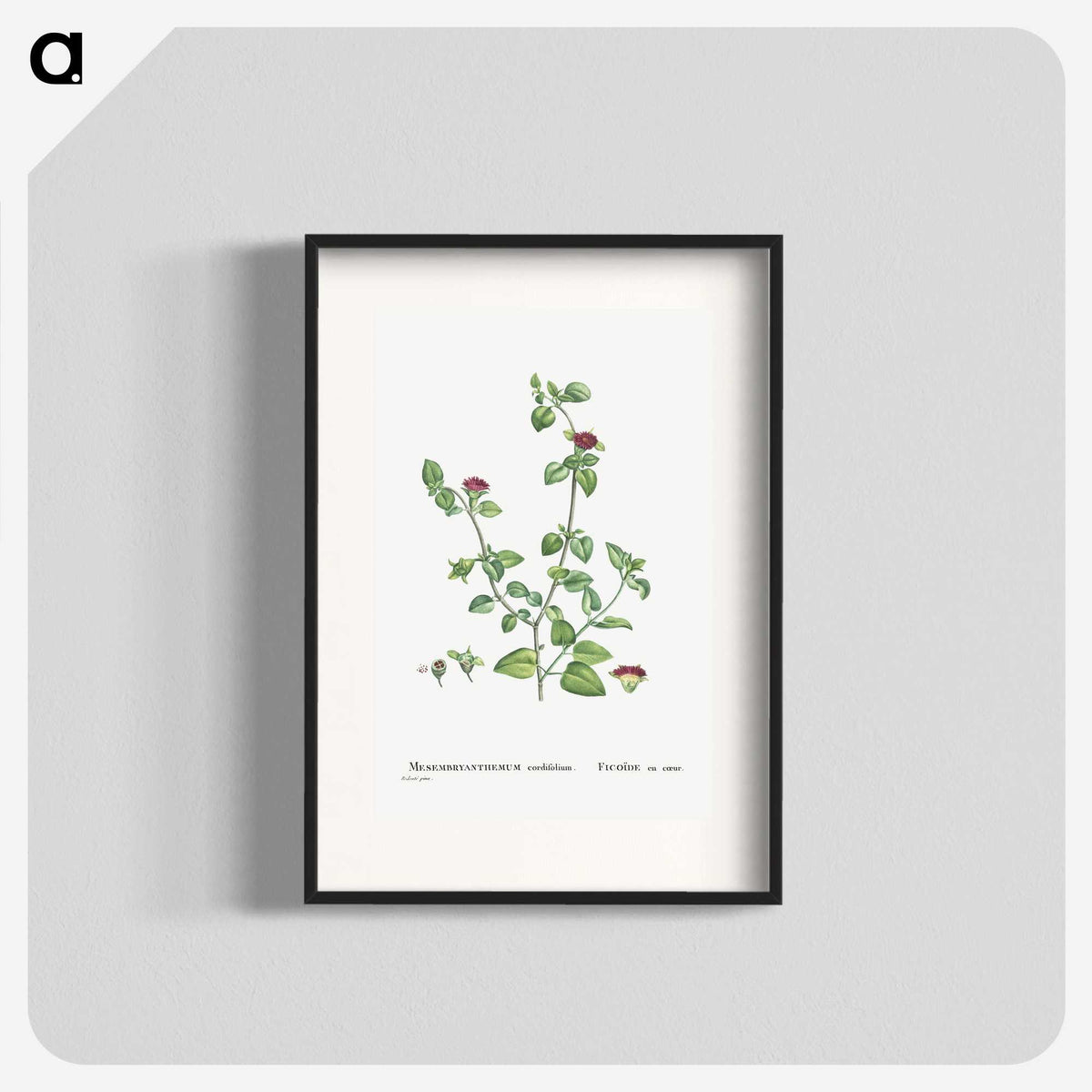 2-1_Histoire-des-Plantes-Grasses_blk