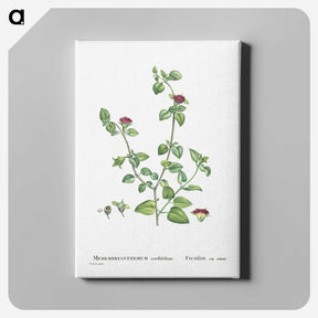 2-1_Histoire-des-Plantes-Grasses_canvas