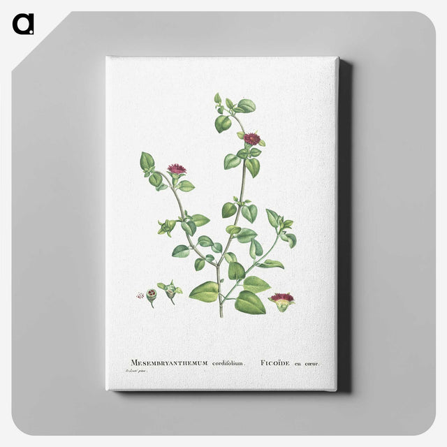 2-1_Histoire-des-Plantes-Grasses_canvas
