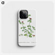 2-1_Histoire-des-Plantes-Grasses_phone