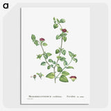 2-1_Histoire-des-Plantes-Grasses_picture-crop