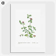 2-1_Histoire-des-Plantes-Grasses_picture