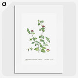 2-1_Histoire-des-Plantes-Grasses_picture