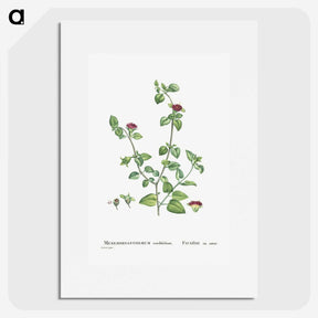 2-1_Histoire-des-Plantes-Grasses_picture