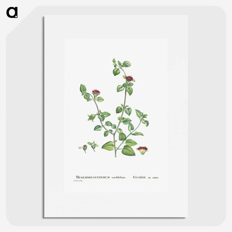 2-1_Histoire-des-Plantes-Grasses_picture