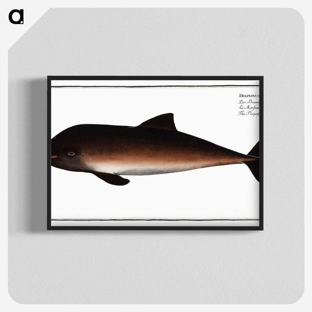 2-1_Ichtyologie-ou-Histoire-naturelle_blk-crop