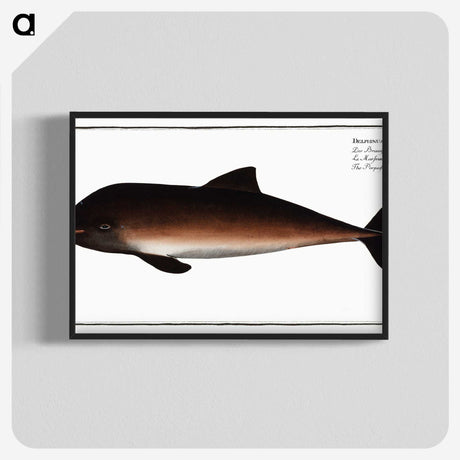 2-1_Ichtyologie-ou-Histoire-naturelle_blk-crop