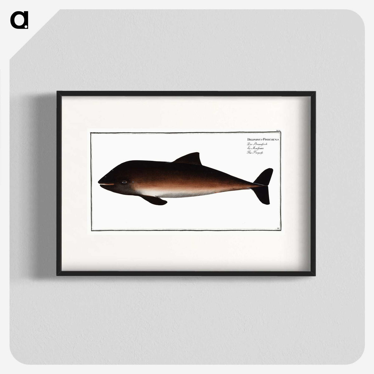 2-1_Ichtyologie-ou-Histoire-naturelle_blk