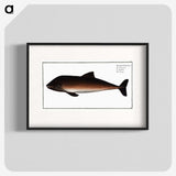 2-1_Ichtyologie-ou-Histoire-naturelle_blk