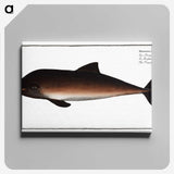2-1_Ichtyologie-ou-Histoire-naturelle_canvas