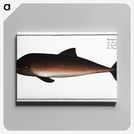 2-1_Ichtyologie-ou-Histoire-naturelle_canvas