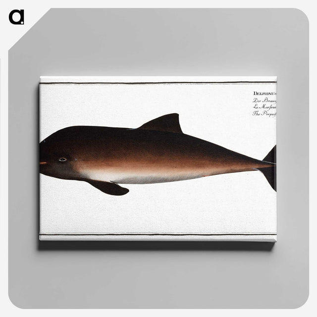2-1_Ichtyologie-ou-Histoire-naturelle_canvas
