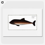 2-1_Ichtyologie-ou-Histoire-naturelle_picture