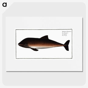 2-1_Ichtyologie-ou-Histoire-naturelle_picture