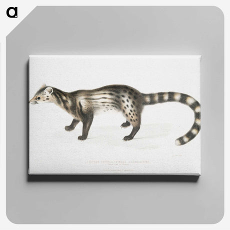 2-1_Indian-Zoology_canvas