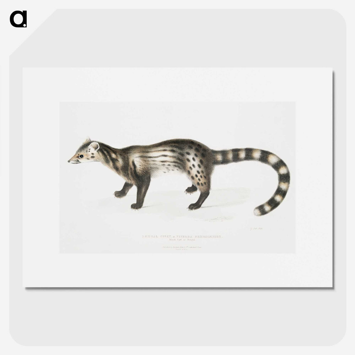 2-1_Indian-Zoology_picture