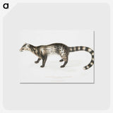 2-1_Indian-Zoology_postcard
