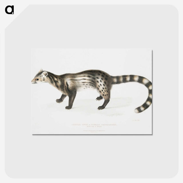 2-1_Indian-Zoology_postcard