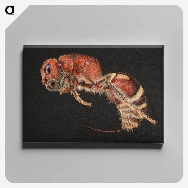 2-1_Insects-Unlocked-Project_canvas