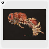 2-1_Insects-Unlocked-Project_picture-crop
