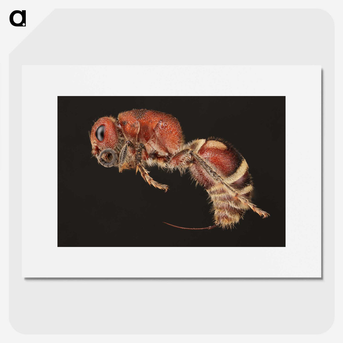 2-1_Insects-Unlocked-Project_picture