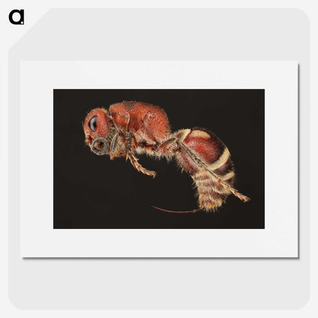 2-1_Insects-Unlocked-Project_picture